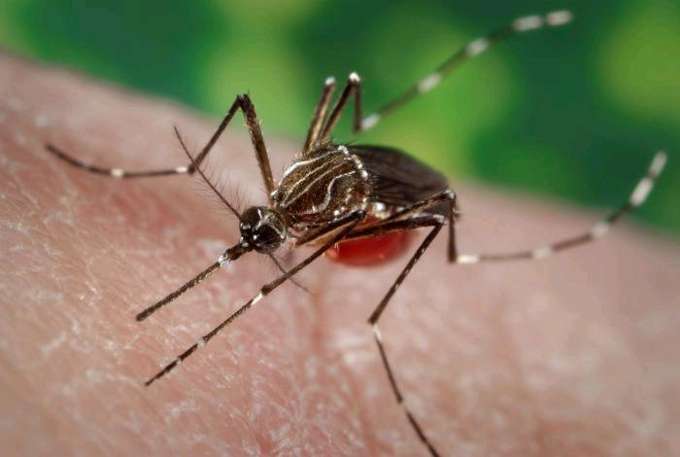 Sanidad informa de la nueva detección de de mosquitos adultos Aedes aegypty en el Puerto de Santa Cruz de Tenerife