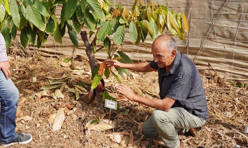 Canarias analiza el potencial de los cultivos de cacao y café en el archipiélago