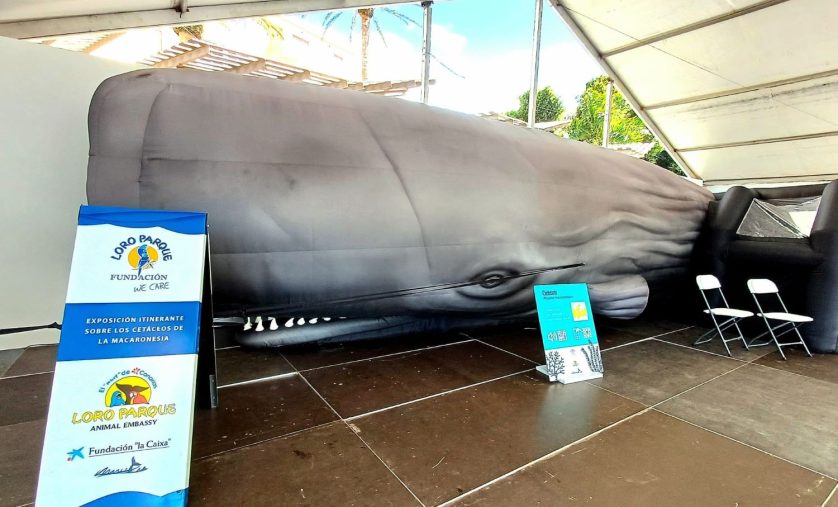 San Sebastián de La Gomera acoge una exposición sobre cetáceos de la Macaronesia