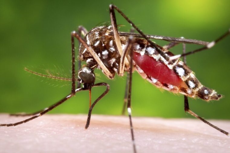 Médicamente Hablando: Brote histórico de dengue en Latinoamérica: ¿a qué se debe?
