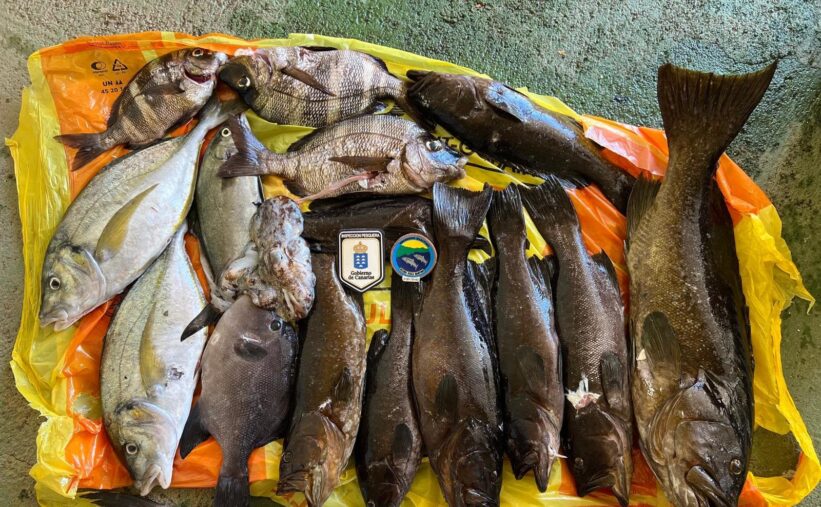 Inspección Pesquera incauta 55 kilos de pescado capturado en la zona protegida de la reserva marina de El Hierro