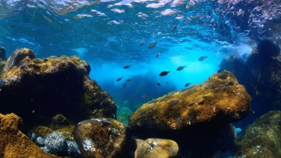 Delfines y jardines de corales, las joyas del parque nacional marino que se proyecta en El Hierro