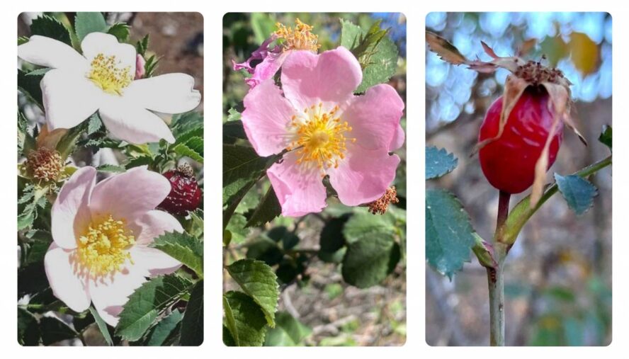 Hallan en Canarias tres nuevas especies de rosas silvestres