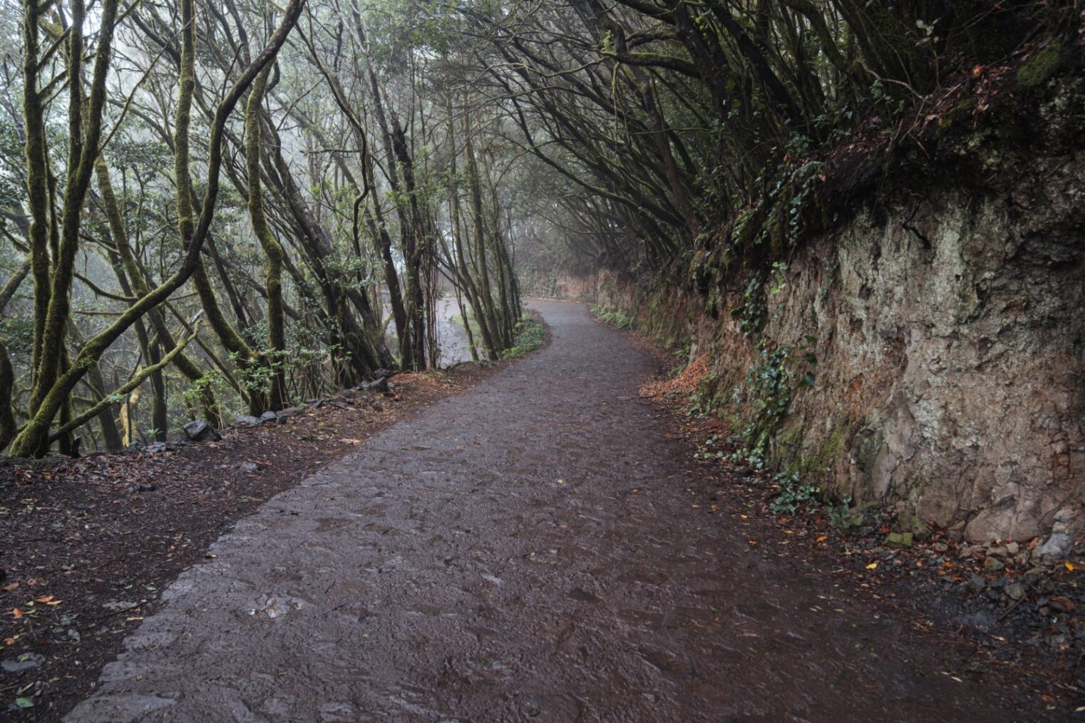 El Cabildo de La Gomera licita los trabajos de mejora paisajística y de accesibilidad a El Cedro – Las Mimbreras
