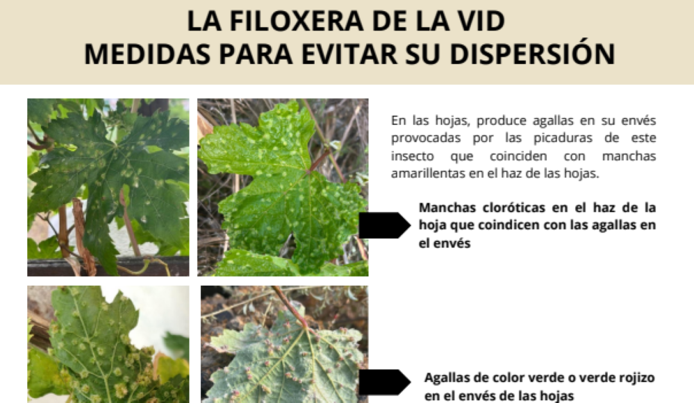 El Cabildo de La Gomera y el Consejo Regulador llevan a cabo una campaña informativa ante la filoxera