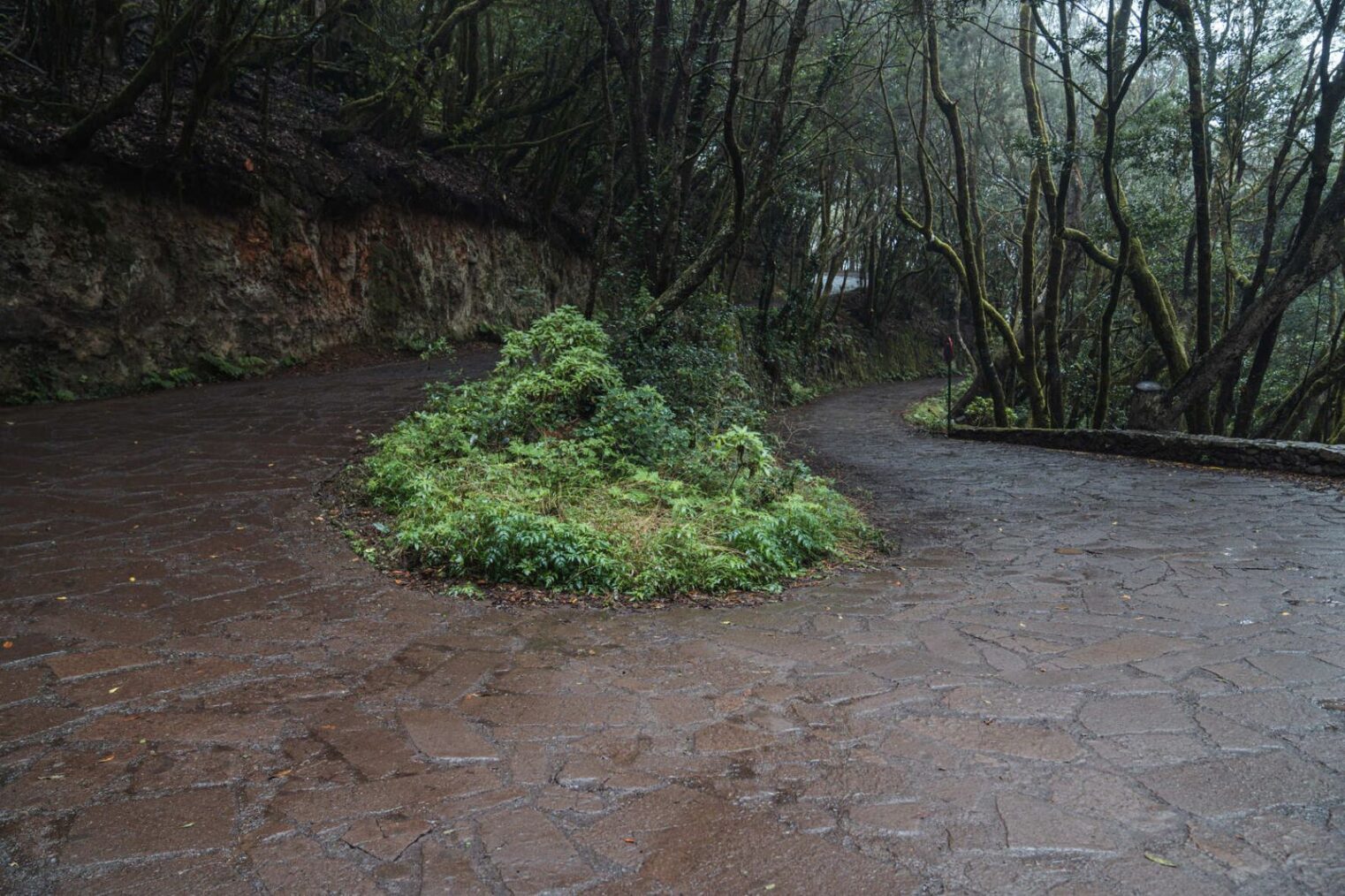 El Cabildo de La Gomera adjudica los trabajos de mejora paisajística El Cedro – Las Mimbreras con una inversión de 1,8 millones