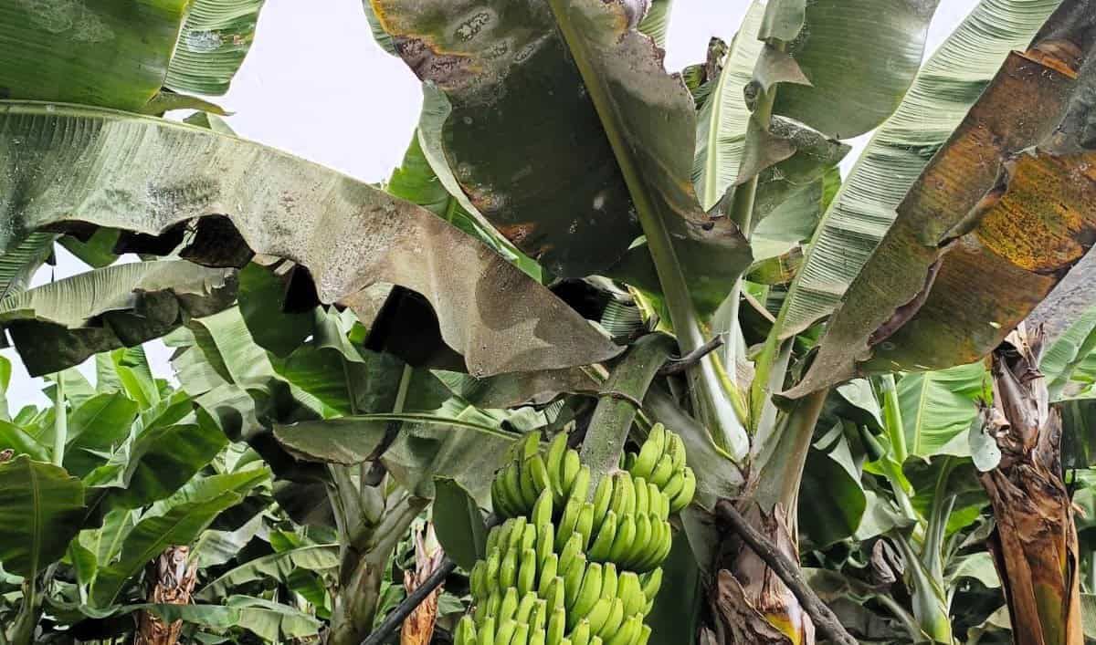 ATRATICAN alerta de graves pérdidas en el campo canario por el descontrol de plagas tras prohibirse insecticidas claves y exige a las autoridades soluciones urgentes