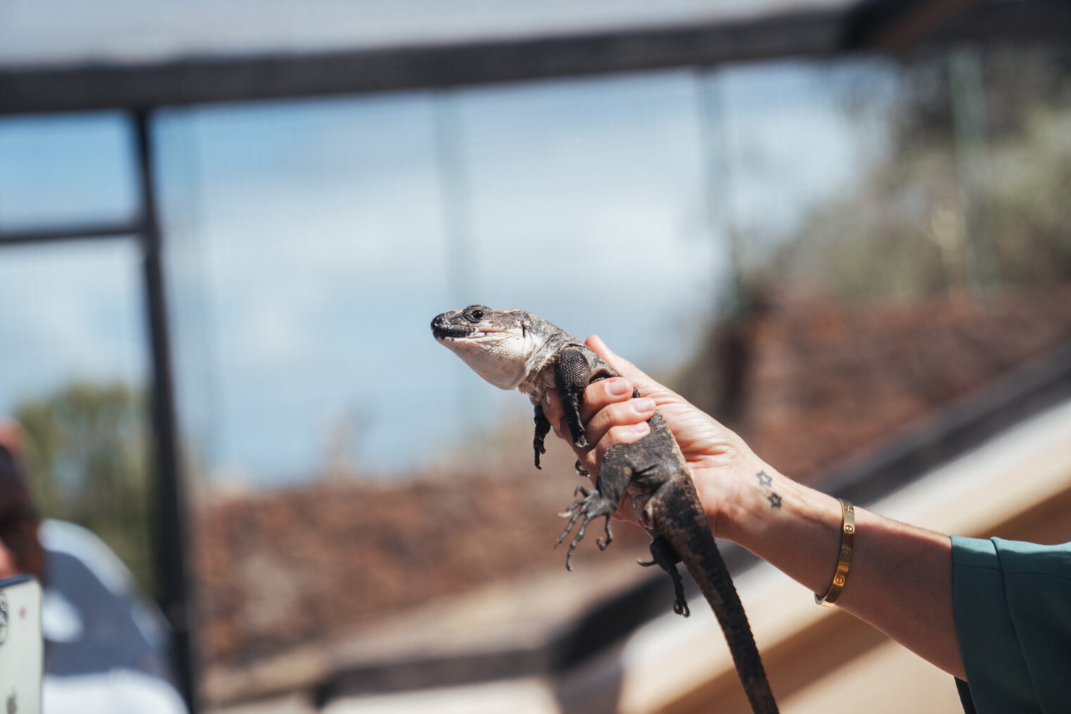 El Cabildo de La Gomera refuerza la protección del Lagarto Gigante de con un nuevo servicio de control de depredadores y seguimiento