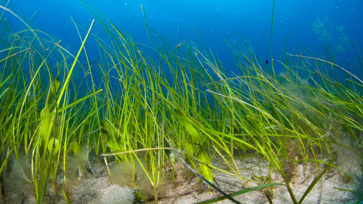 El Ministerio proyecta ampliar la protección marina en La Gomera: tres nuevas zonas blindarán sus sebadales y aguas profundas
