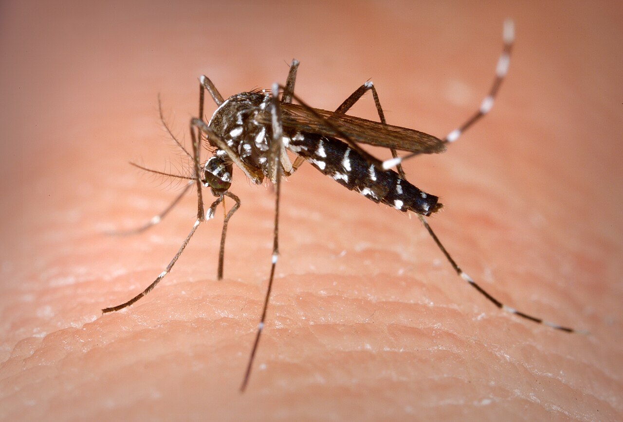 Sanidad informa de la detección de ejemplares de mosquito tigre en la isla de La Gomera