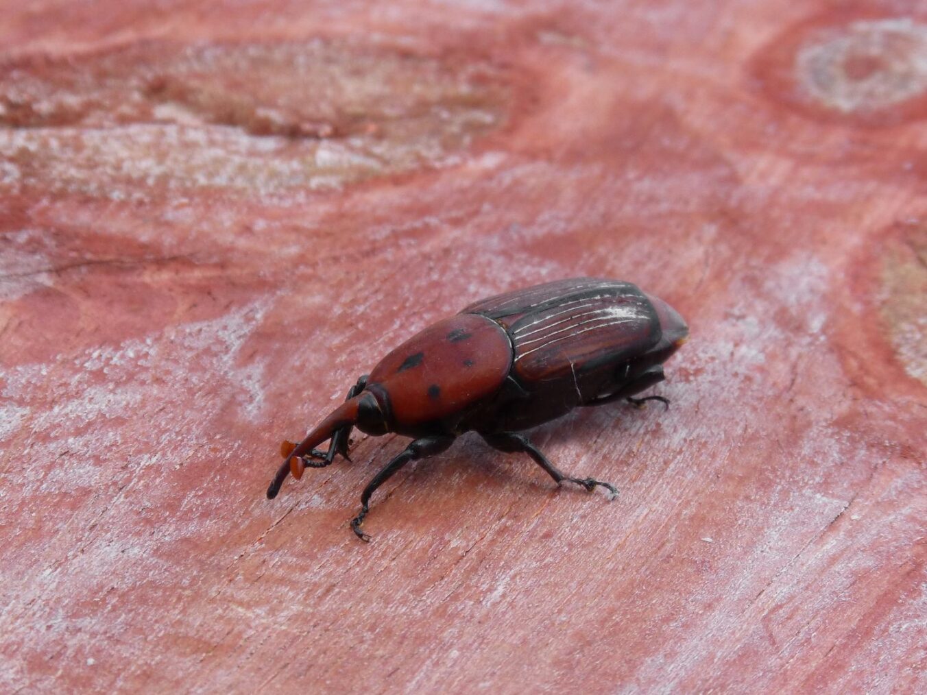 El IPNA-CSIC participa en un estudio que identifica 94 posibles especies invasoras en Canarias